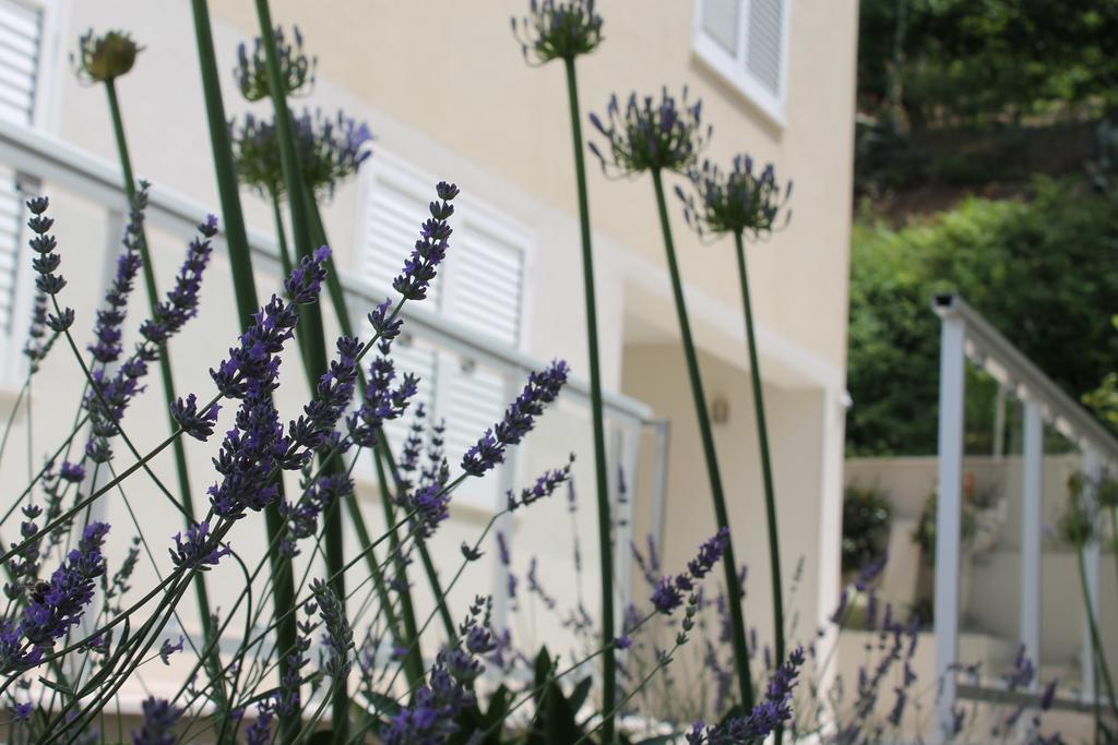 Lavanda *